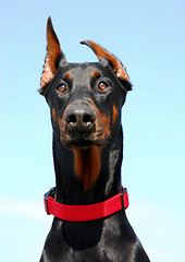 Image showing doberman