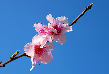 Image showing Peach flower, Prunus persica;