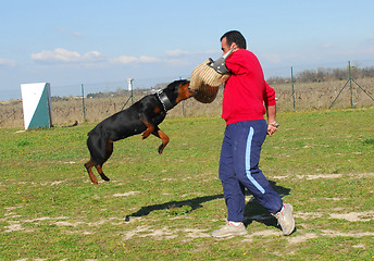 Image showing rottweiler in attack