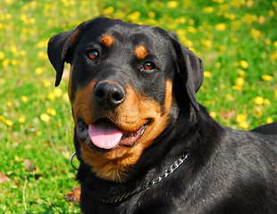 Image showing rottweiler