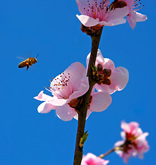 Image showing Peach flower, Prunus persica;