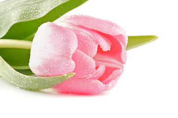 Image showing Bud of Spring pink tulip 