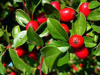 Image showing red berries