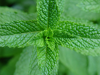 Image showing Mint plant