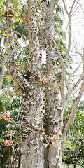 Image showing cannonball tree (Couroupita guianensis) 