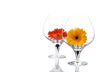 Image showing Gerbera flowers in cognac glass