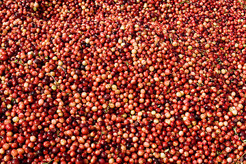 Image showing Cranberry pattern