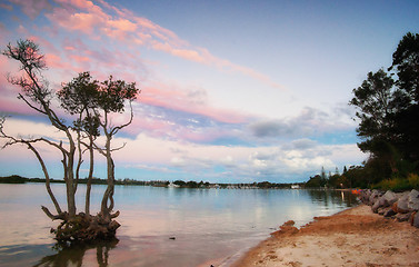 Image showing sunset over mangrove tree