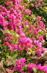 Image showing beautiful pink flowers in the garden