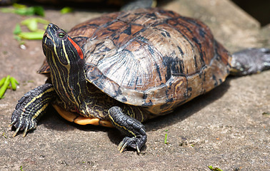 Image showing tortoises crowded together