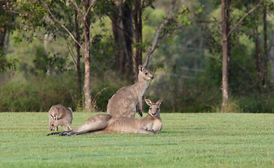 Image showing eastern grey kangaroos
