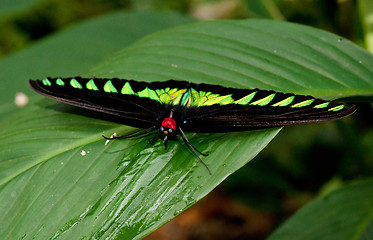 Image showing birdwing butterfly