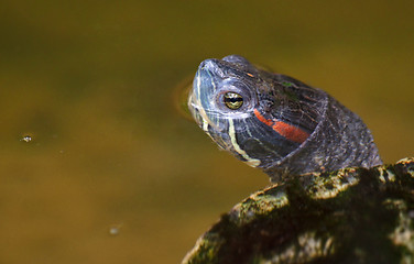 Image showing tortoise in the water