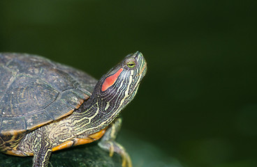 Image showing tortoises on waters edge