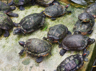 Image showing lots of tortoises