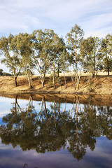 Image showing river gum trees reflecting in river