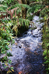 Image showing rain forest stream