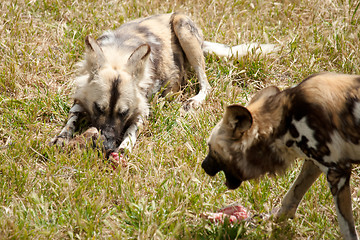 Image showing cape hunting dogs eating meat