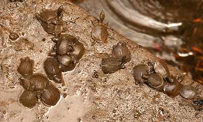 Image showing young tortoises