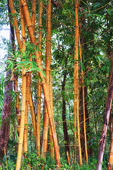 Image showing bamboo background