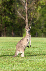 Image showing eastern grey kangaroos