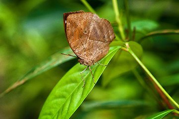 Image showing beautiful butterfly in garden