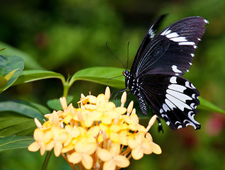 Image showing beautiful butterfly