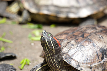 Image showing tortoises crowded together