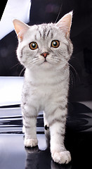 Image showing kitten  cat walking towards against black and white background