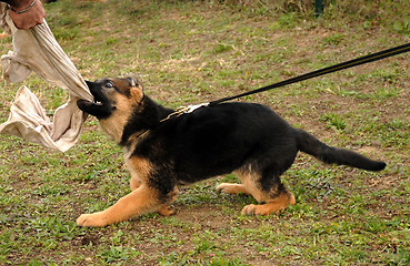 Image showing playing  puppy