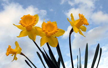 Image showing Daffodil