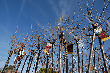 Image showing young trees