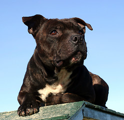 Image showing staffordshire bull terrier