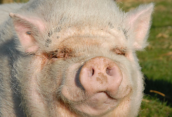 Image showing pink pig