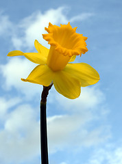 Image showing Daffodil