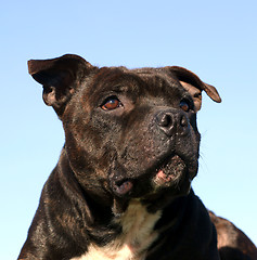 Image showing staffordshire bull terrier