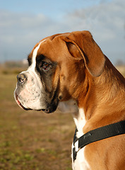 Image showing boxer