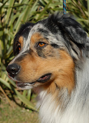 Image showing australian shepherd