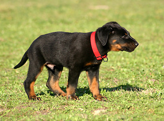 Image showing puppy french shepherd