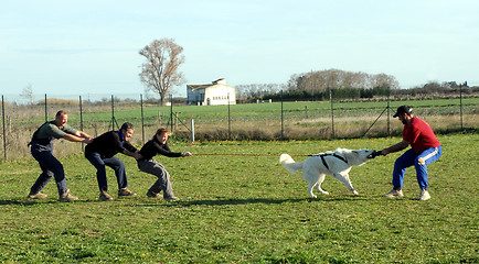 Image showing playing with dog