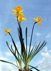 Image showing Daffodil