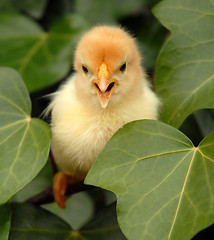 Image showing young chick