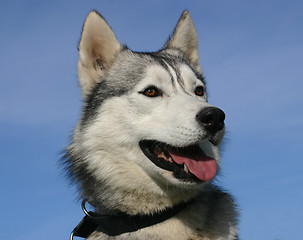 Image showing siberian husky