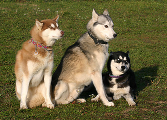 Image showing huskies