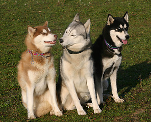 Image showing huskies