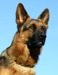 Image showing german shepherd
