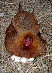 Image showing chicken and eggs