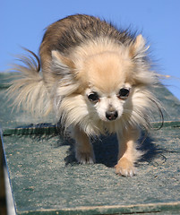 Image showing chihuahua