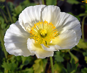 Image showing opium poppy