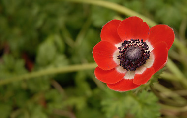 Image showing red anemone